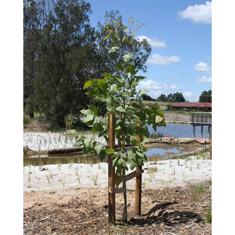 Hardwood Stakes 50mm Pack of 3