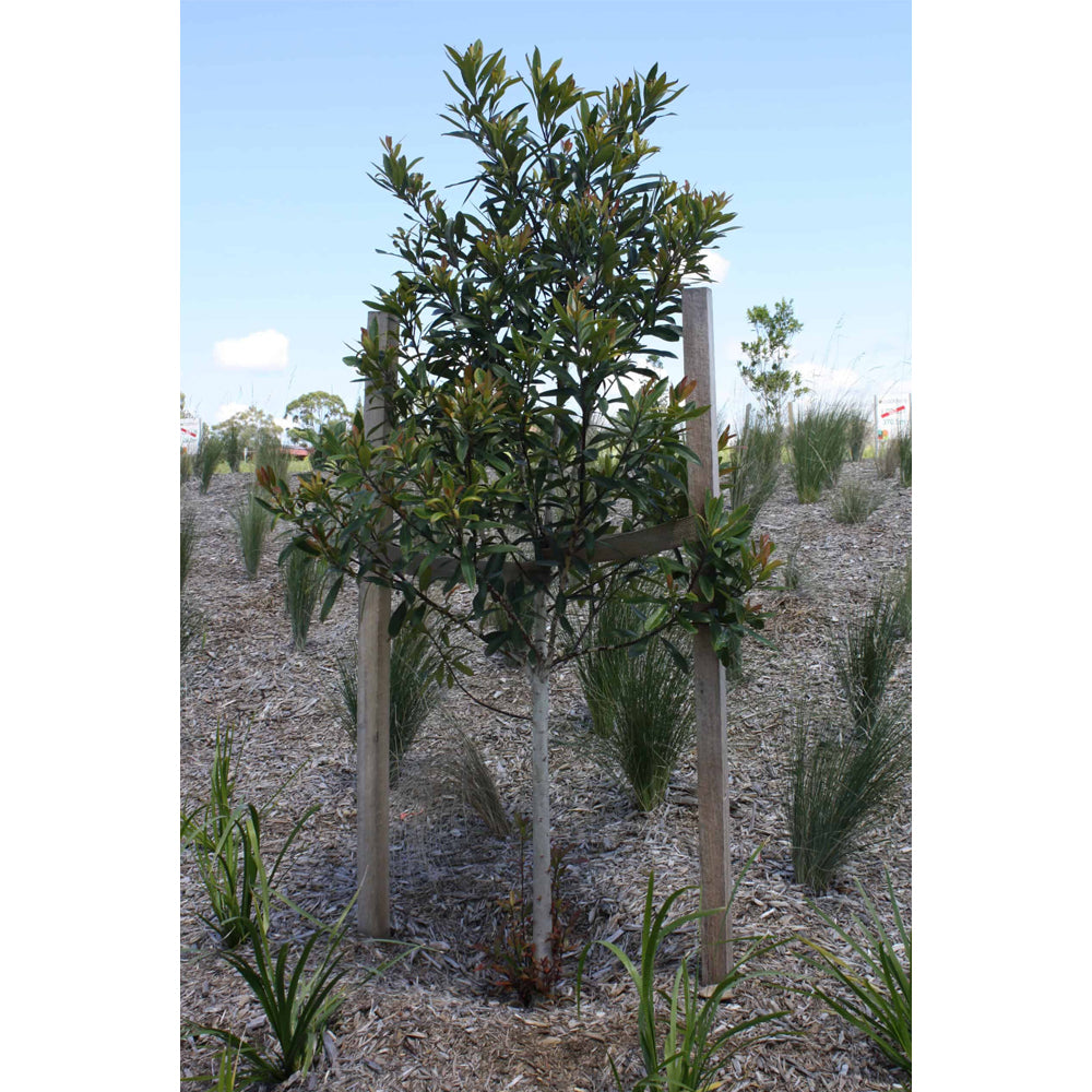 Hardwood Stakes 50mm Pack of 3