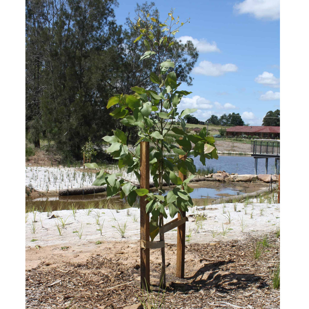 Hessian Tree Webbing Roll 50mm x 33m