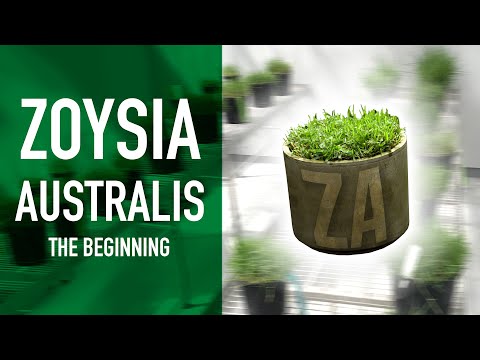 Zoysia Australis Turf