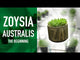 Zoysia Australis Turf