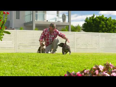 Sir Walter DNA Certified Buffalo Turf